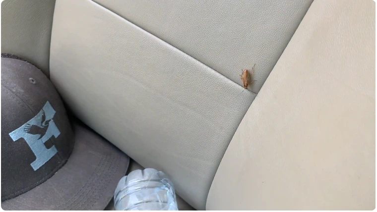 How to Get Rid of Roaches in Car Naturally?